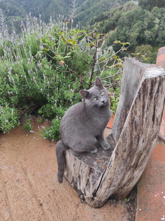 Casa Las Montanas De Anaga Lägenhet La Laguna  Exteriör bild